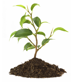 Sapling growing from small mound of soil