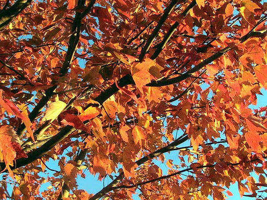 Fall and Winter Tree Care Tips