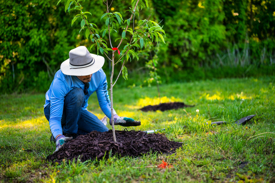 How to Plant and Water Trees This Spring for Best Establishment