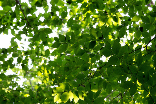 Beat the Heat: The Ultimate Guide to Summer Tree Watering