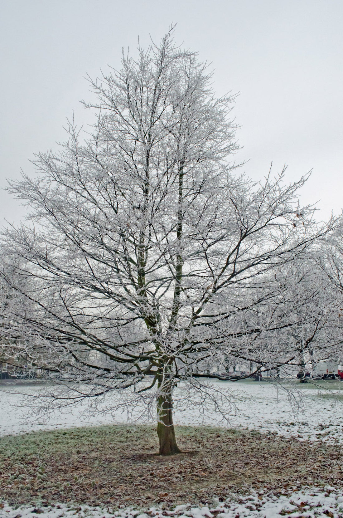 Why Winter Watering Is Essential for Healthy Trees