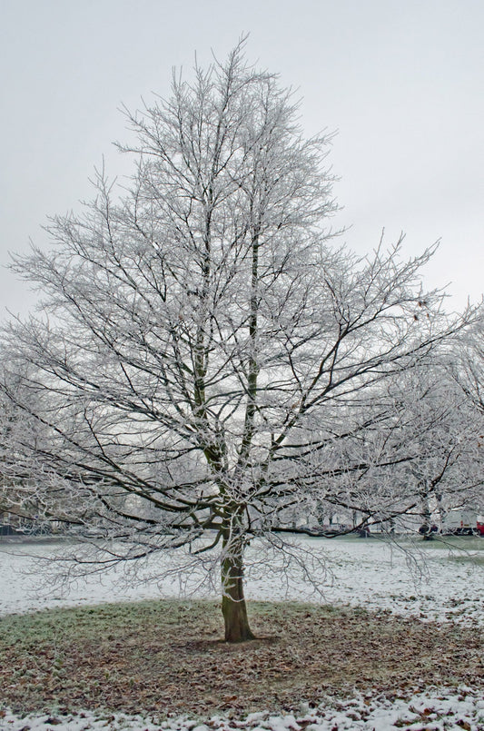 Why Winter Watering Is Essential for Healthy Trees