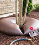 Treegator® Jr. Pro bag filled around multi-trunk planting next to water hose lying on mulch