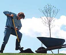 Man digging hole in dirt next to a tree planting resting inside wheelbarrow